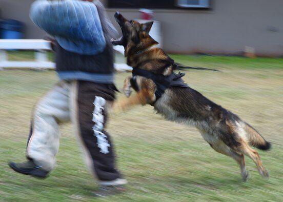 Bari, a Joint Base Pearl Harbor-Hickam Security Forces military working dog, purses a decoy during MWD handler decoy training at Ke Kula Maka'i Police Academy, Hawaii, June 3, 2015. The four-day training course, attended by U.S. Air Force, Navy, Army, and Marine MWD handlers, was designed to improve the MWD handlers decoy skills and increase their proficiencies as trainers of MWD. (U.S. Air Force photo by Tech. Sgt. Aaron Oelrich/Released) 