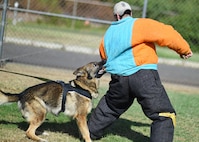 Army Staff Sgt. Jeremy Coleman, a military working dog handler from the 520th MWD Detachment, Schofield Barracks, acts as a decoy for MWD Bari, a Joint Base Pearl Harbor-Hickam Security Forces MWD, during MWD handler decoy training at Ke Kula Maka'i Police Academy, Hawaii, June 3, 2015. The decoy is a MWD handler that wears a personal protective suit allowing the dog to practice subduing a suspect in the correct way. (U.S. Air Force photo by Tech. Sgt. Aaron Oelrich/Released) 