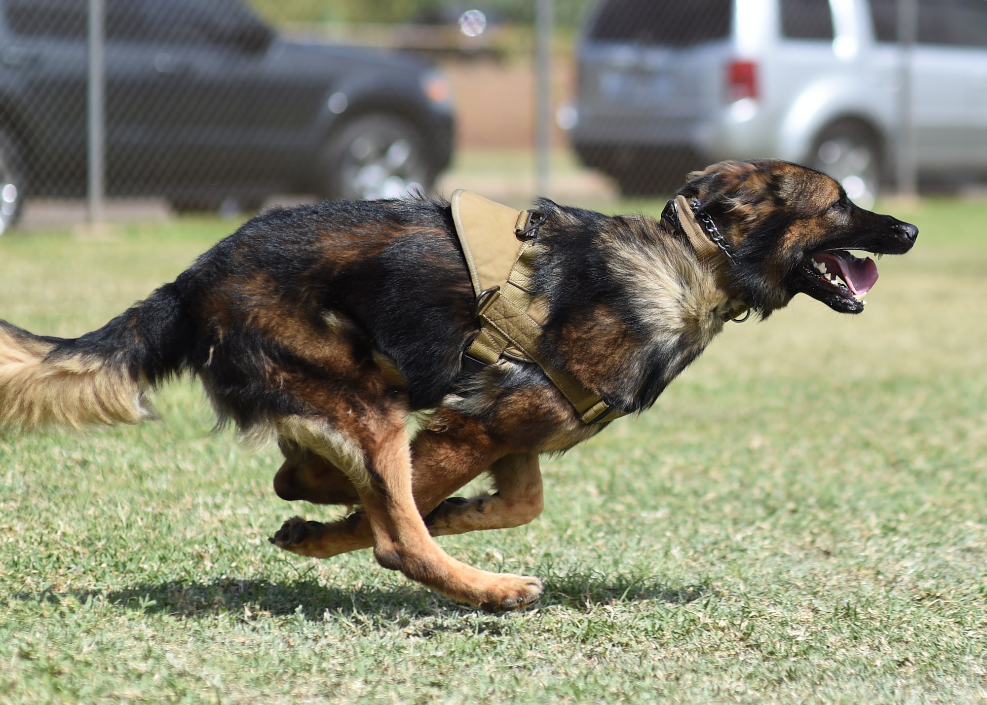 Military working dog Chewy, a 647th Security Forces Squadron MWD, purses a decoy during MWD handler decoy training at Ke Kula Maka'i Police Academy, Hawaii, June 3, 2015. The training is a four-day course designed to improve the MWD handlers decoy skills and increase their proficiencies as trainers of MWD. (U.S. Air Force photo by Tech. Sgt. Aaron Oelrich/Released)