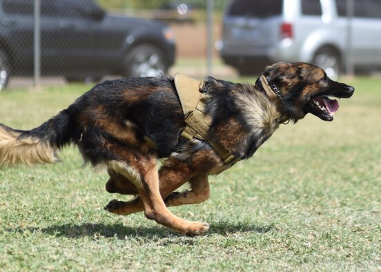 Chewy, a 647th Security Forces Squadron military working dog, purses a decoy during MWD handler decoy training at Ke Kula Maka'i Police Academy, Hawaii, June 3, 2015. The training is a four-day course designed to improve the MWD handlers decoy skills and increase their proficiencies as trainers of MWD. (U.S. Air Force photo by Tech. Sgt. Aaron Oelrich/Released) 
