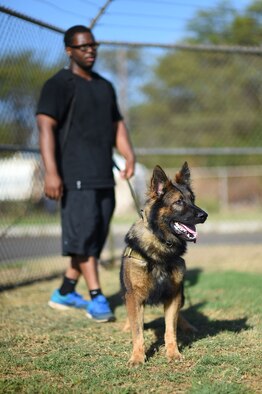 U.S. Air Force Staff Sgt. Joshua Chase, a 647th Security Forces Squadron military working dog handler, and Chewy stand ready for training during MWD handler decoy training at Ke Kula Maka'i Police Academy, Hawaii, June 3, 2015. Military working dog handlers from the U.S. Air Force, Navy, Army and Marines attended the four-day training, teaching them about animal behaviors, decoy mechanics, and decoy interaction with the MWD. (U.S. Air Force photo by Tech. Sgt. Aaron Oelrich/Released) 