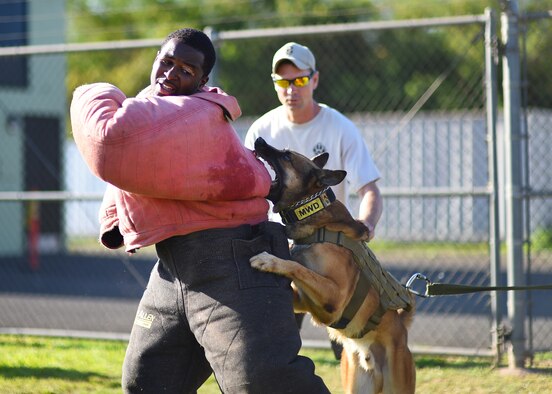 U.S. Air Force Staff Sgt. Josh Chase, 647th Security Forces Squadron military working dog handler, practices his decoy training as Chuck, MWD, reacts and U.S. Army Staff Sgt. Jeremy Coleman, a 520th MWD Detachment handler from the Schofield Barracks, Hawaii, evaluates their performances, Ke Kula Maka'i Police Academy, Hawaii, June 3, 2015. MWD handlers from the Air Force, Navy, Army, and Marines attended the four-day course designed to improve the MWD handlers decoy skills and increase their proficiencies as trainers of MWD. (U.S. Air Force photo by Tech. Sgt. Aaron Oelrich/Released) 