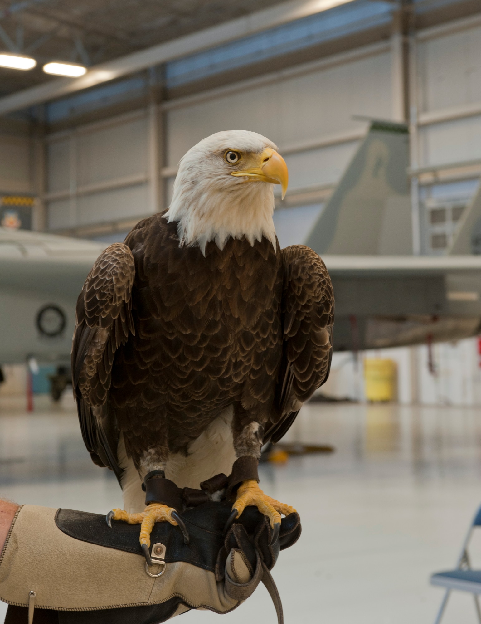 Challenger, a bald eagle, poses in front of an F-15 Eagle at the 757th Aircraft Maintenance Squadron’s Eagle Aircraft Maintenance Unit on Nellis Air Force Base, Nev., May 29, 2015. Challenger is the first bald eagle in U.S. history trained to free-fly into major league sports stadiums during the presentation of the national anthem. (U.S. Air Force photo by Airman 1st Class Mikaley Towle)