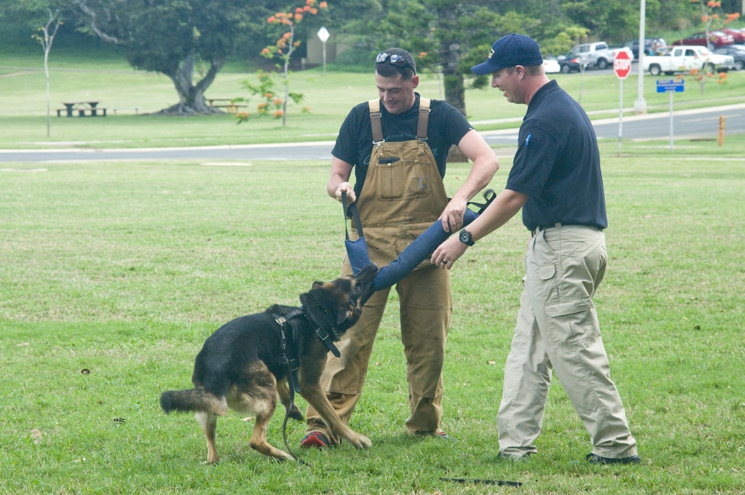 Civilian Military Police Officers Travis Cleaveland (left) and Chris Lefebvre treat military working dog Rex with a bite toy during a demonstration for visiting Kainalu Elementary School students at Dewey Square, June 2, 2015. The students learned how the K-9 unit of the Provost Marshal's Office trains the dogs for law enforcement. (U.S. Marine Corps photo by Christine Cabalo/Released)