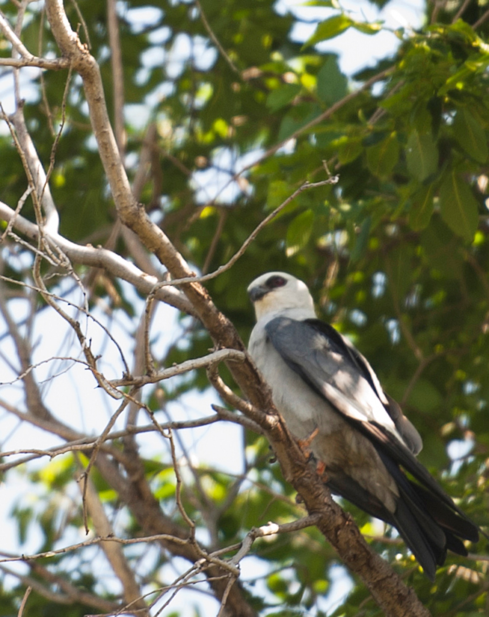A Mississippi Kite rests on a branch June 5 at the Vance Air Force Base park. The Mississippi Kite is a hawk-like bird that migrates to Oklahoma in May and is known for its aggressive tactics while it’s nesting. (U.S. Air Force photo/Staff Sgt. Nancy Falcon)