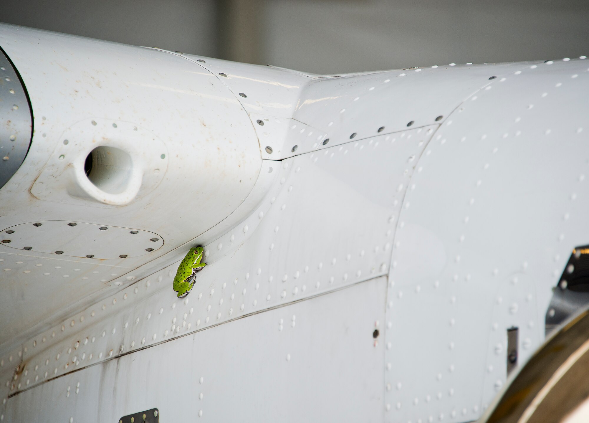 A frog stows away under the wing of a C-145 June 6 at Duke Field, Fla. (U.S. Air Force photo/Tech. Sgt. Sam King)