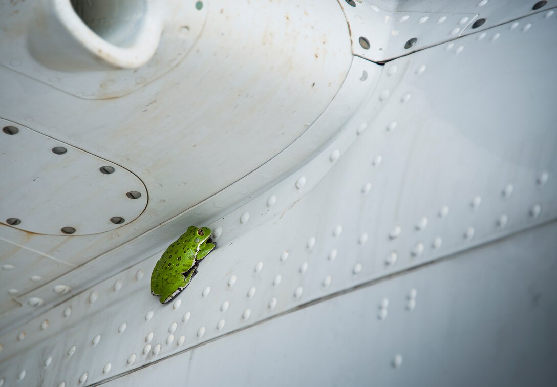 A frog stows away under the wing of a C-145 June 6 at Duke Field, Fla. (U.S. Air Force photo/Tech. Sgt. Sam King)