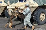 In this file photo, Taresha HillSgt. Veronica Pruhs and K-9, Jerry, a patrol drug detector dog team with 520th Military Working Dog (MWD) Detachment, 728th Military Police Battalion, 8th MP Brigade, 8th Theater Sustainment Command, search vehicles at the battalion's motor pool during the detachment's certification held May 4-9, here at SCHOFIELD BARRACKS, Hawaii 