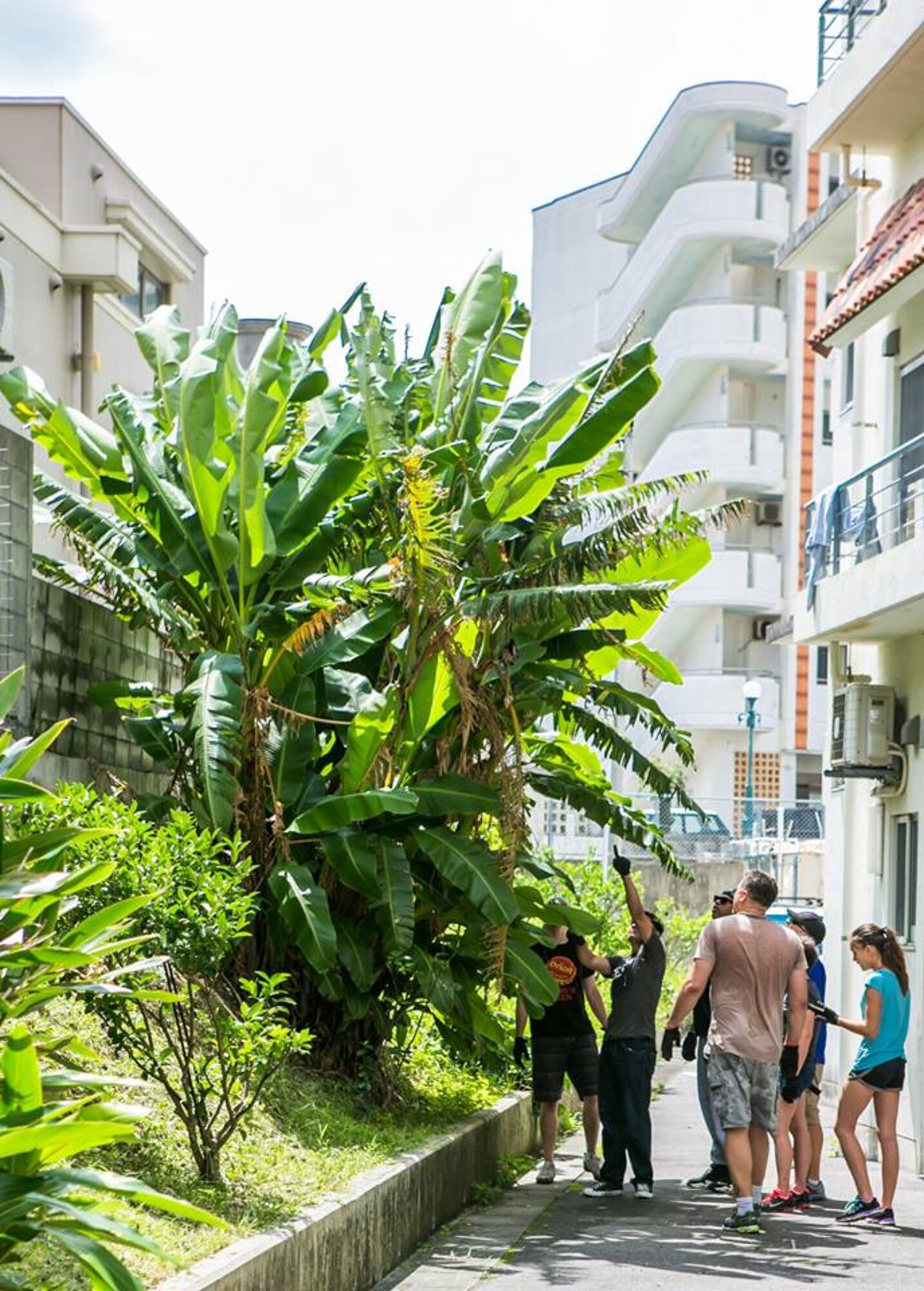 Okinawa Outreach volunteers discuss how to best cut down a 15-foot banana tree during a May 30, 2015, visit to the Care-house Hibiscus in Okinawa City, Japan. Okinawa Outreach, a committee belonging to Kadena Air Base's Top 3 organization, was formed to provide opportunities for Team Kadena involvement in the Okinawan community. (Courtesy photo by Master Sgt. Steven Whitley)