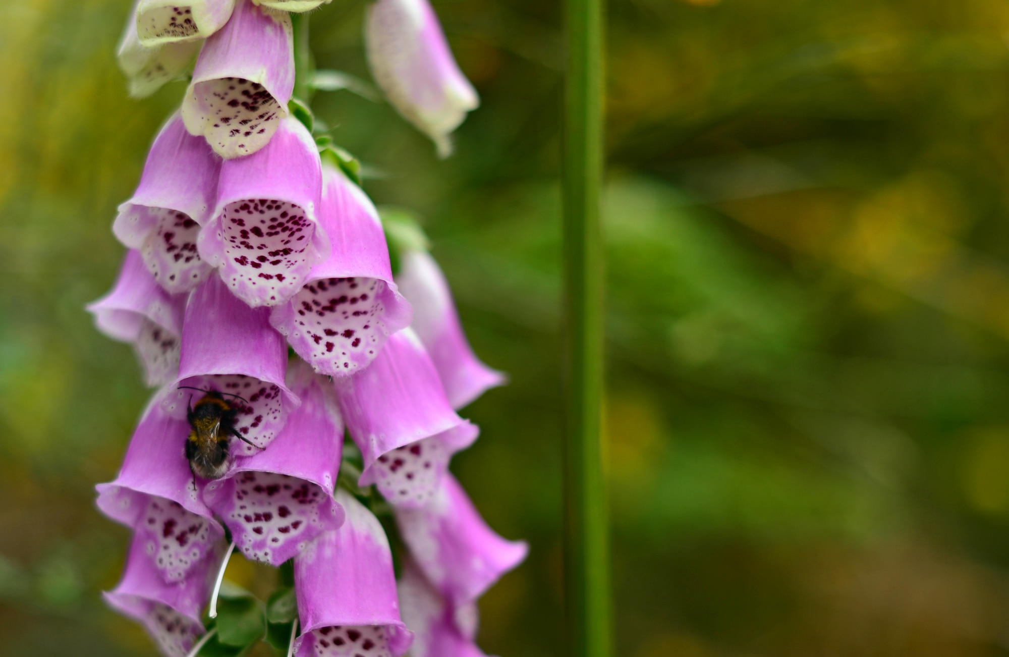 Foxglove is one of the many species of plants residing at the Maidscross Hill Local Nature Reserve near Royal Air Force Lakenheath, England, June 9, 2015. The area, managed by Forest Heath District Council, is open to the public. (U.S. Air Force photo by Senior Airman Erin O’Shea/Released)