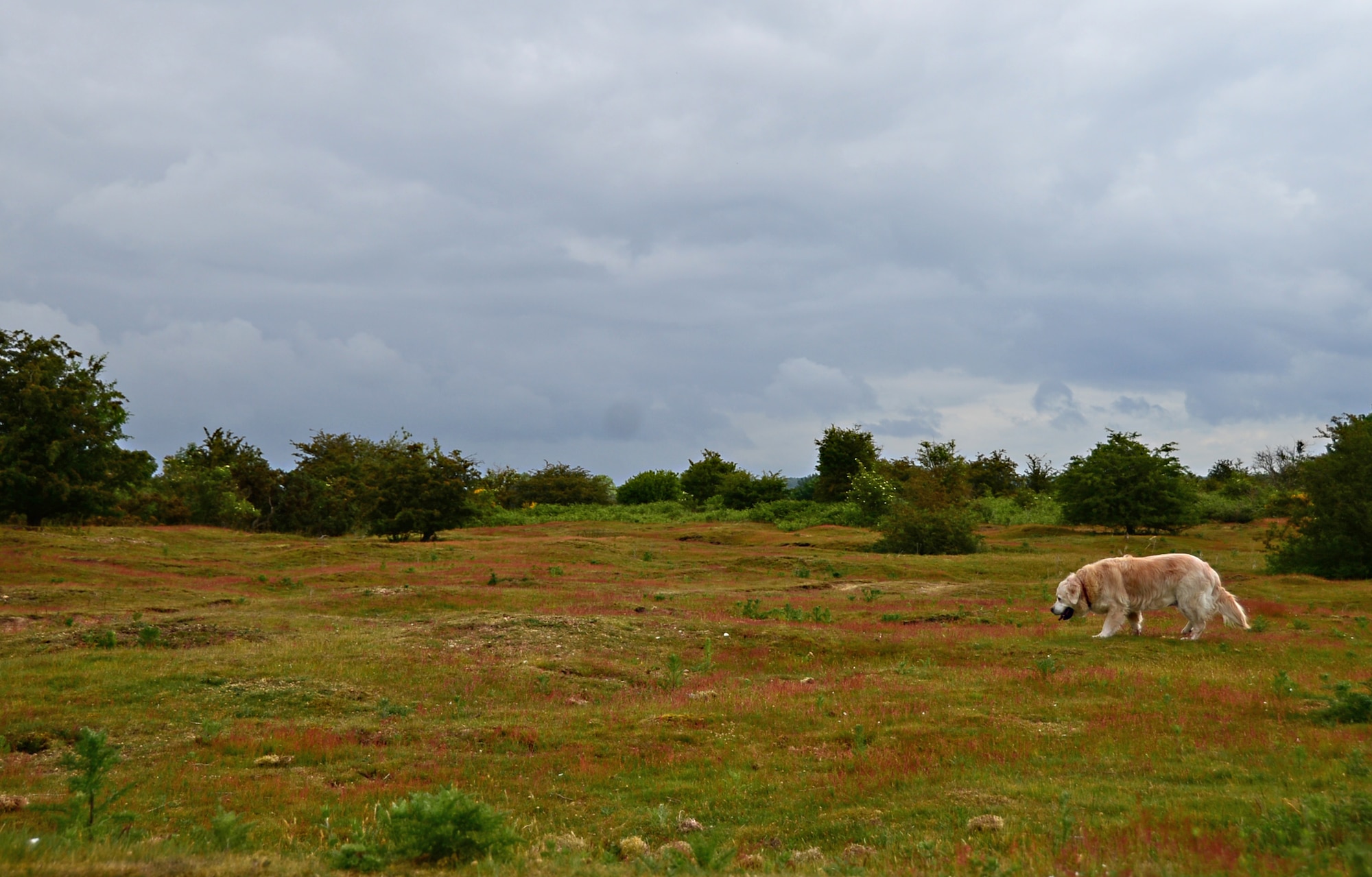 A dog walks nearby its owner at Maidscross Hill Local Nature Reserve behind the flightline of Royal Air Force Lakenheath, England, June 9, 2015. The Forest Heath District Council manages the area, which is open to the public to observe the rare plant and animal species residing there. (U.S. Air Force photo by Senior Airman Erin O’Shea/Released)