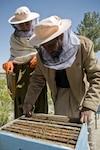Ahmed Mohammad holds a honeycomb frame while a beekeeper pulls another from a hive at a Qalat City nursery, March 24, 2011. Arkansas Agricultural Development Team 2 provided three Zabul farmers will beekeeping training and equipment in order to help increase the production of orchards through cross pollination.