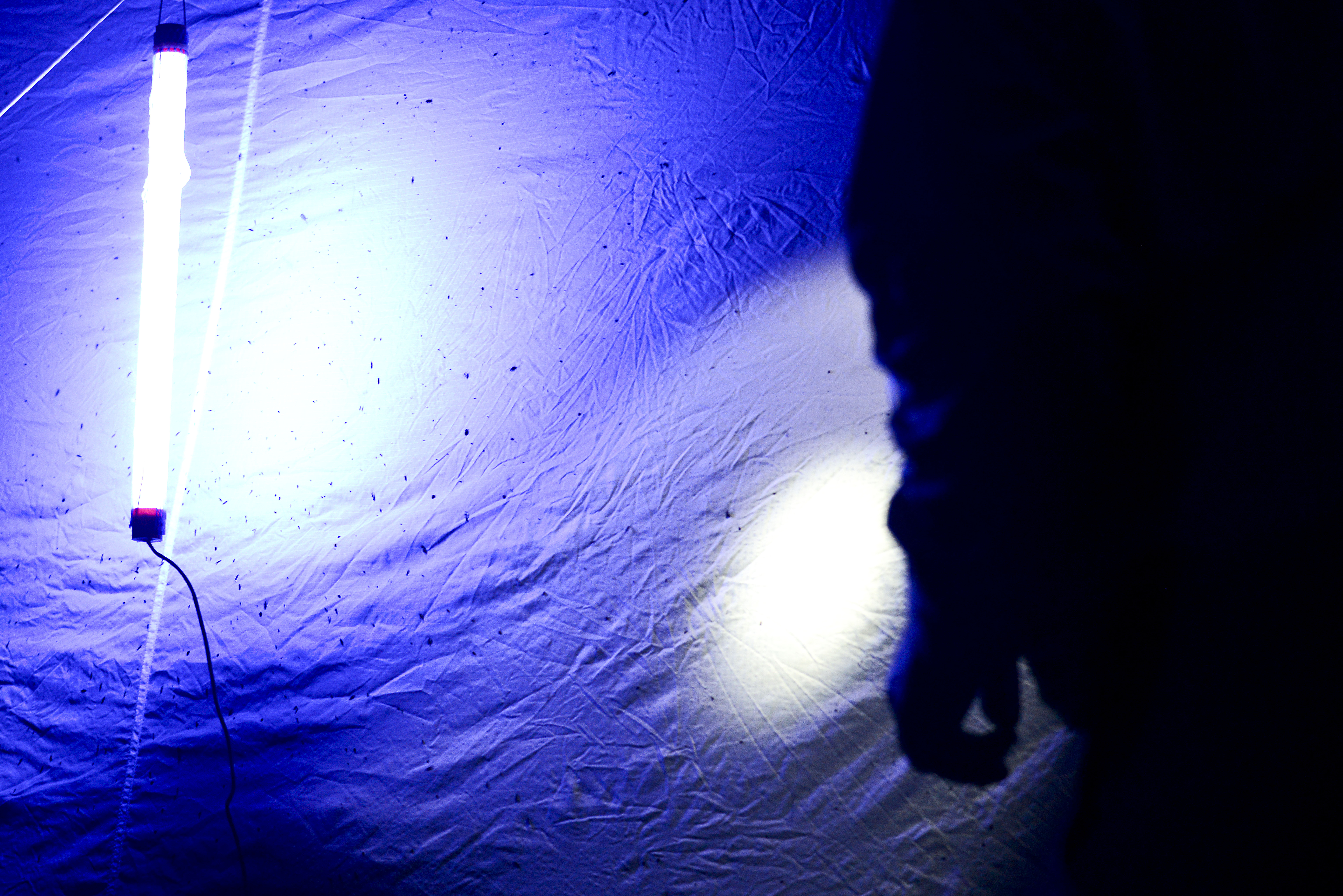 Black light insect shop collecting