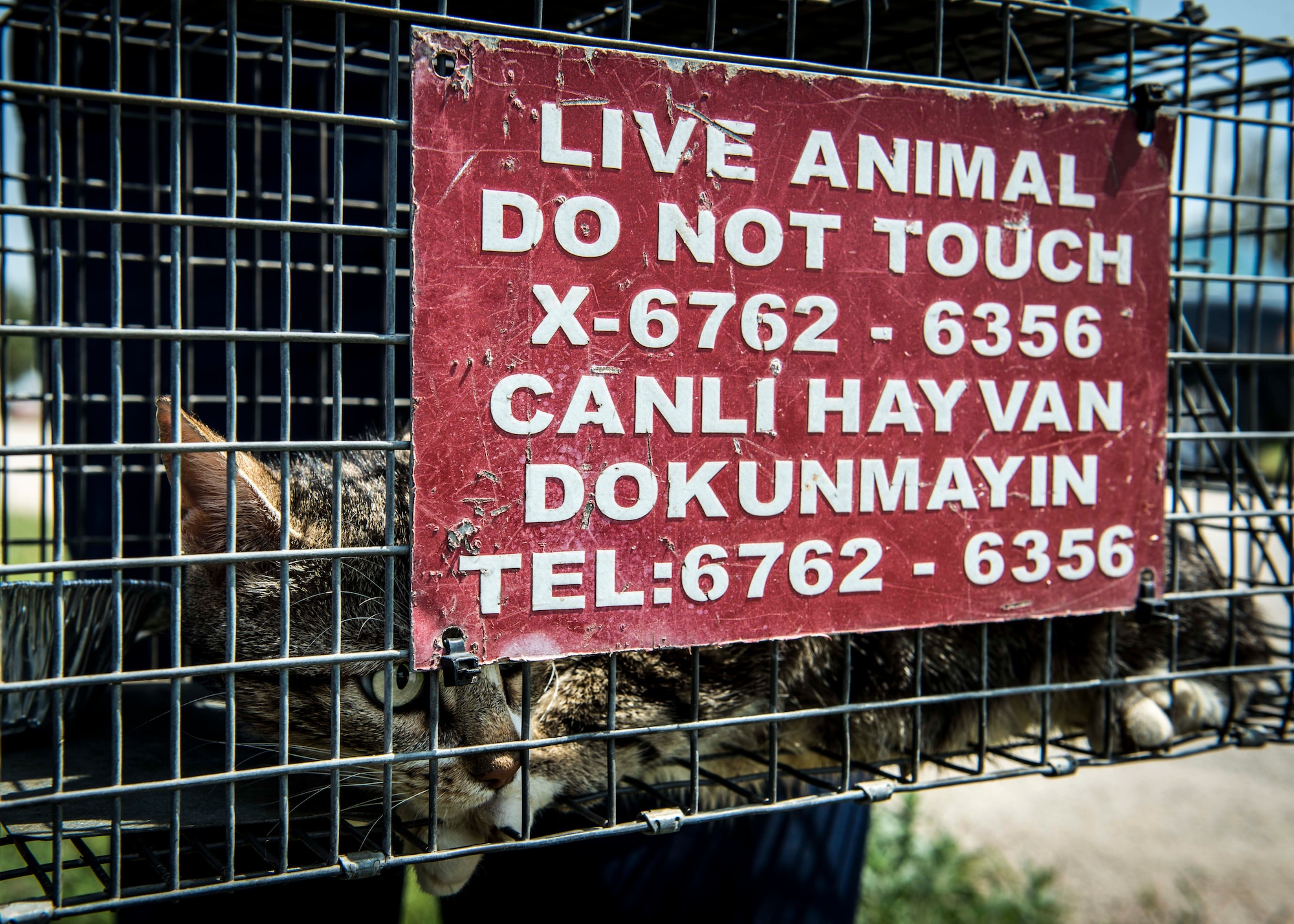 A cat sits in a cage after being caught June 9, 2015, at Incirlik Air Base, Turkey. The 39th Civil Engineer Squadron pest management office catches stray animals and tags them with a serial number to monitor population growth and decline on base. (U.S. Air Force photo by Airman 1st Class Cory W. Bush/Released)
