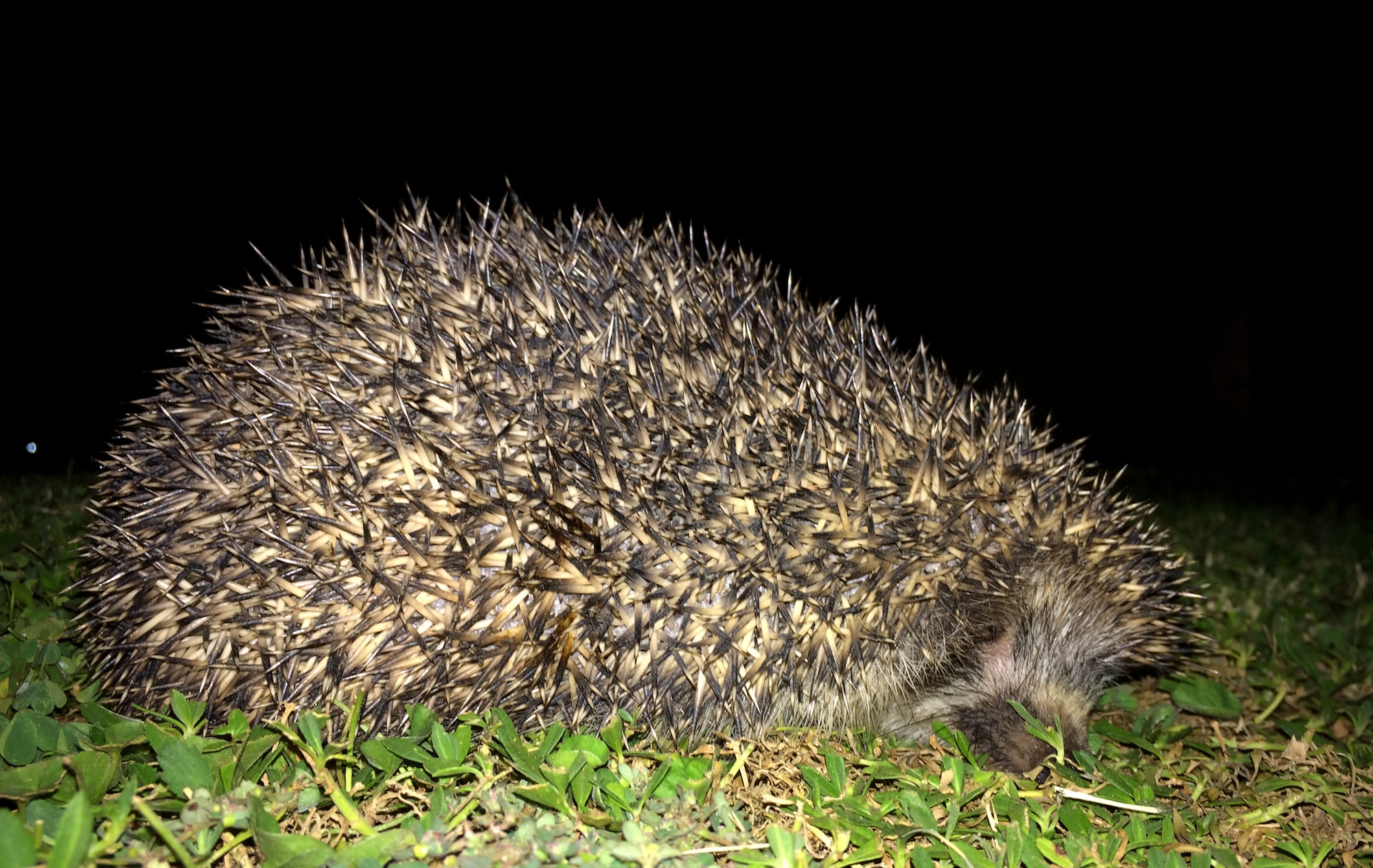 A hedgehog feeds on grass in the Phantom housing units May 28, 2015, at Incirlik Air Base, Turkey. The 39th Civil Engineer Squadron pest management office has received multiple reports of hedgehogs feeding in individual’s yards, but wants to confirm that they do not pose a threat or concern. (U.S. Air Force photo by Staff Sgt. Caleb Pierce/Released) 