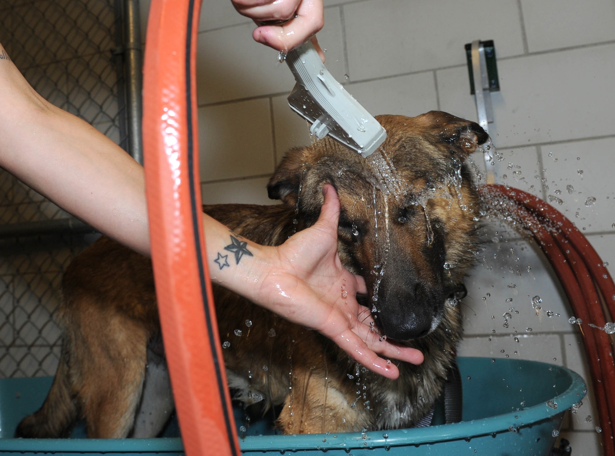 Iras, a 22nd Security Forces Squadron military working dog, squints to keep water out of his eyes while his handler gives him a bath, June 18, 2015, at McConnell Air Force Base, Kan. Aside from meeting mission and training requirements, MWD handlers are responsible for ensuring the MWDs are clean, healthy and ready to perform. (U.S. Air Force photo by Airman 1st Class Tara Fadenrecht)