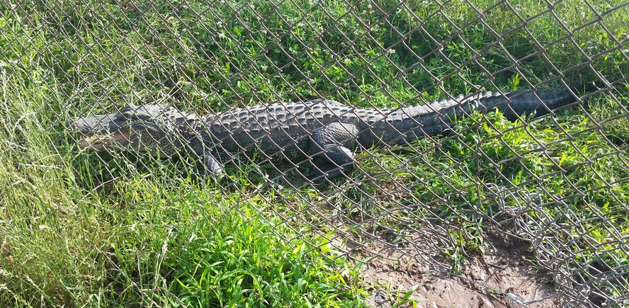 An alligator is caught in a coyote snare on Barksdale Air Force Base, May 28, 2015. The 2nd Bomb Wing flight safety team rescued the alligator from the trap and released it into Flag Lake. Wildlife around Barksdale will generally flee from humans unless harassed, provoked or cornered. (Courtesy photo)