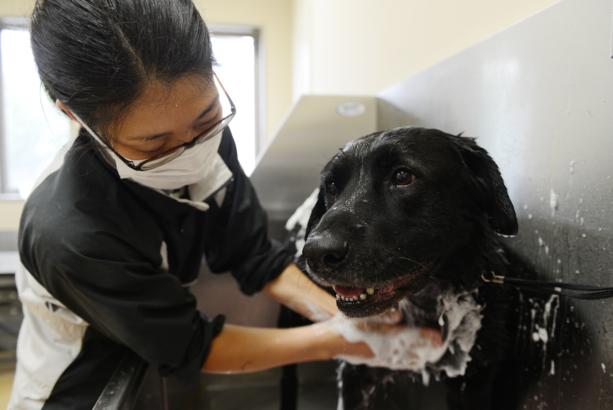 Yumi Koyama, 374th Force Support Squadron groomer, gives a bath to Lucky, a labrador retriever, June 15, 2015, at Yokota Air Base, Japan. The pet care center at Yokota offers boarding for cats and dogs as well as grooming services. (U.S. Air Force photo by Senior Airman Desiree Economides/Released)