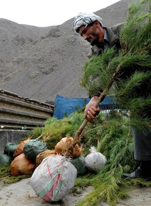 A representative from Anaba District loads evergreen saplings into a truck
after the Nowruz Tree Planting Ceremony in Bazarak District, March 28, 2011.
The Kentucky Agribusiness Development Team II donated 3,500 evergreen
saplings, which were distributed to the six Panjshir districts and one
municipality.