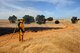 Airman 1st Class Zakary McClintock, 9th Civil Engineer Squadron firefighter, mans a water hose during a controlled burn June 17, 2015 at Beale Air Force Base, California. The burn consumed approximately 800 acres in an effort to renew cattle grazing land and control vegetation growth. (U.S. Air Force photo by Preston L. Cherry)