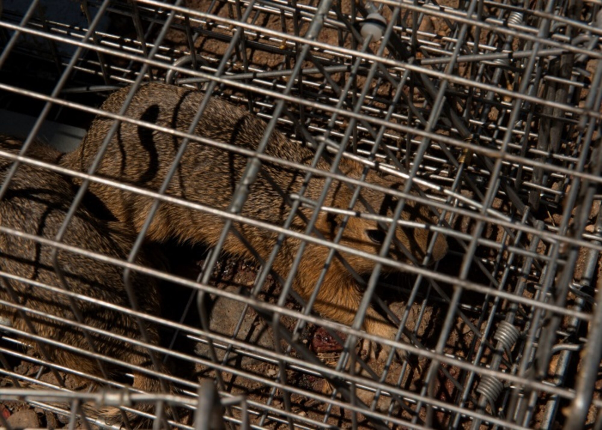 A dakrat was captured by pest management sits in a rodent trap at Minot Air Force Base, N.D., June 18, 2015. Pest Management captures and relocates nearly 100 dakrats every day. (U.S. Air Force photo/Airman 1st Class Christian Sullivan)