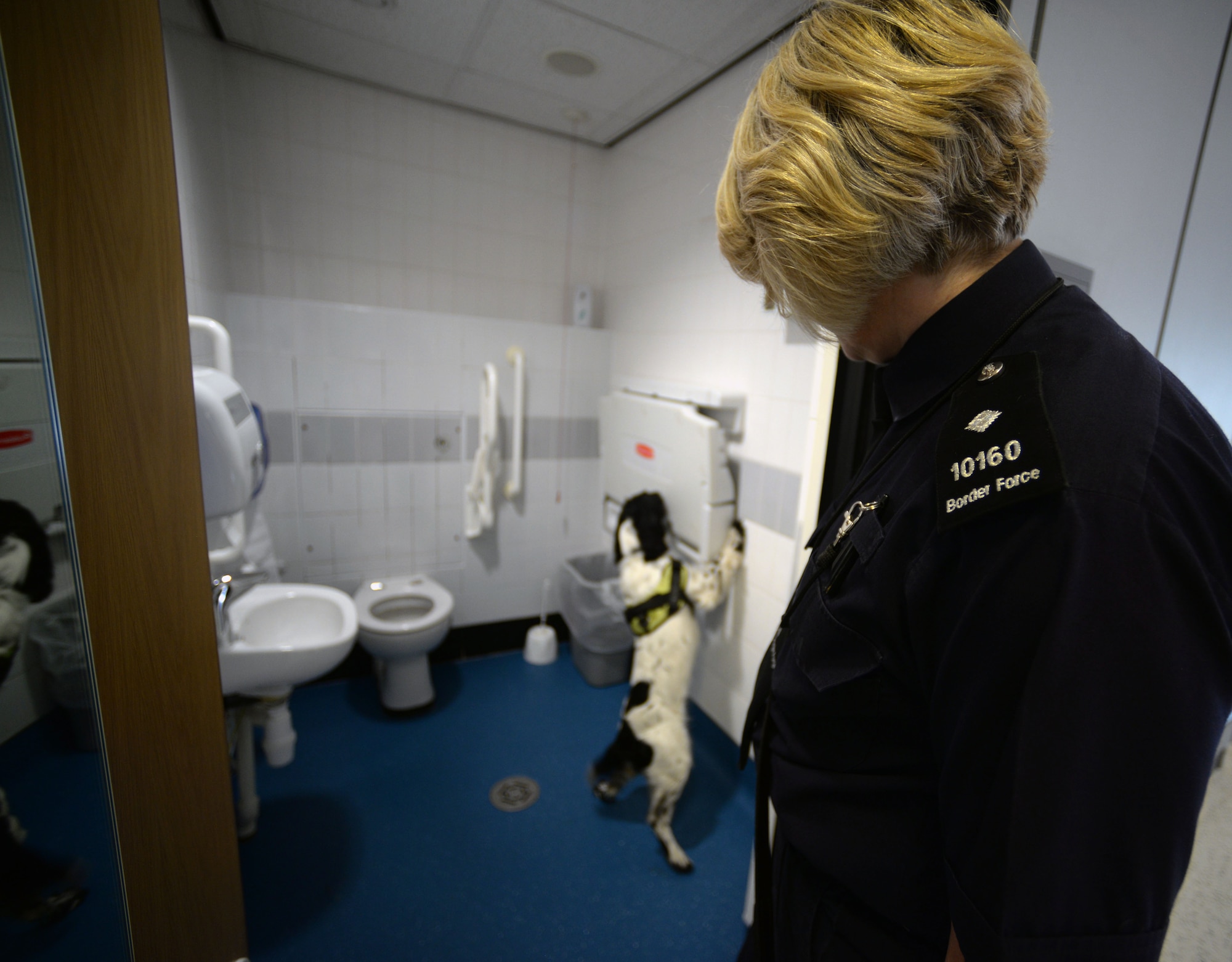 Alison Bailey, U.K. Border Force dog unit team leader, conducts a detection sweep at the passenger terminal June 16, 2015, on RAF Mildenhall, England. Members of the 100th Security Forces Squadron and U.K. Border Force conducted sweeps of the building with their working dogs to strengthen detection methods and learn potential training techniques. (U.S. Air Force photo by Senior Airman Christine Halan/Released)