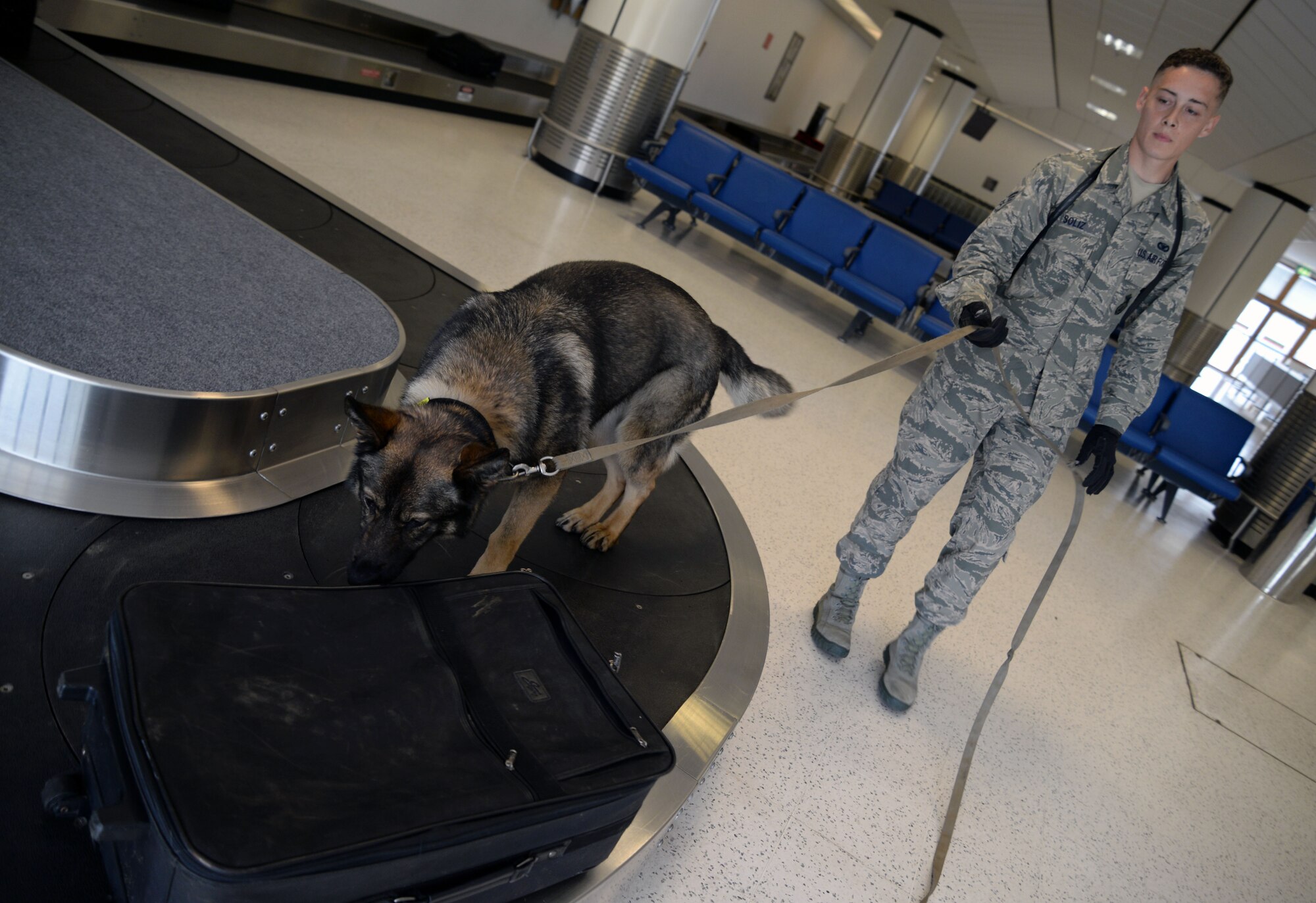 U.S. Air Force Senior Airman Jason Soliz, 100th Security Forces Squadron Military Working Dogs handler from San Jose, Calif., and MWD Gina, conduct a sweep of the Passenger Terminal June 16, 2015, on RAF Mildenhall, England. Members of the 100th SFS and U.K. Border Force conducted sweeps of the building with their working dogs to strengthen detection methods and learn potential training techniques. (U.S. Air Force photo by Senior Airman Christine Halan/Released)