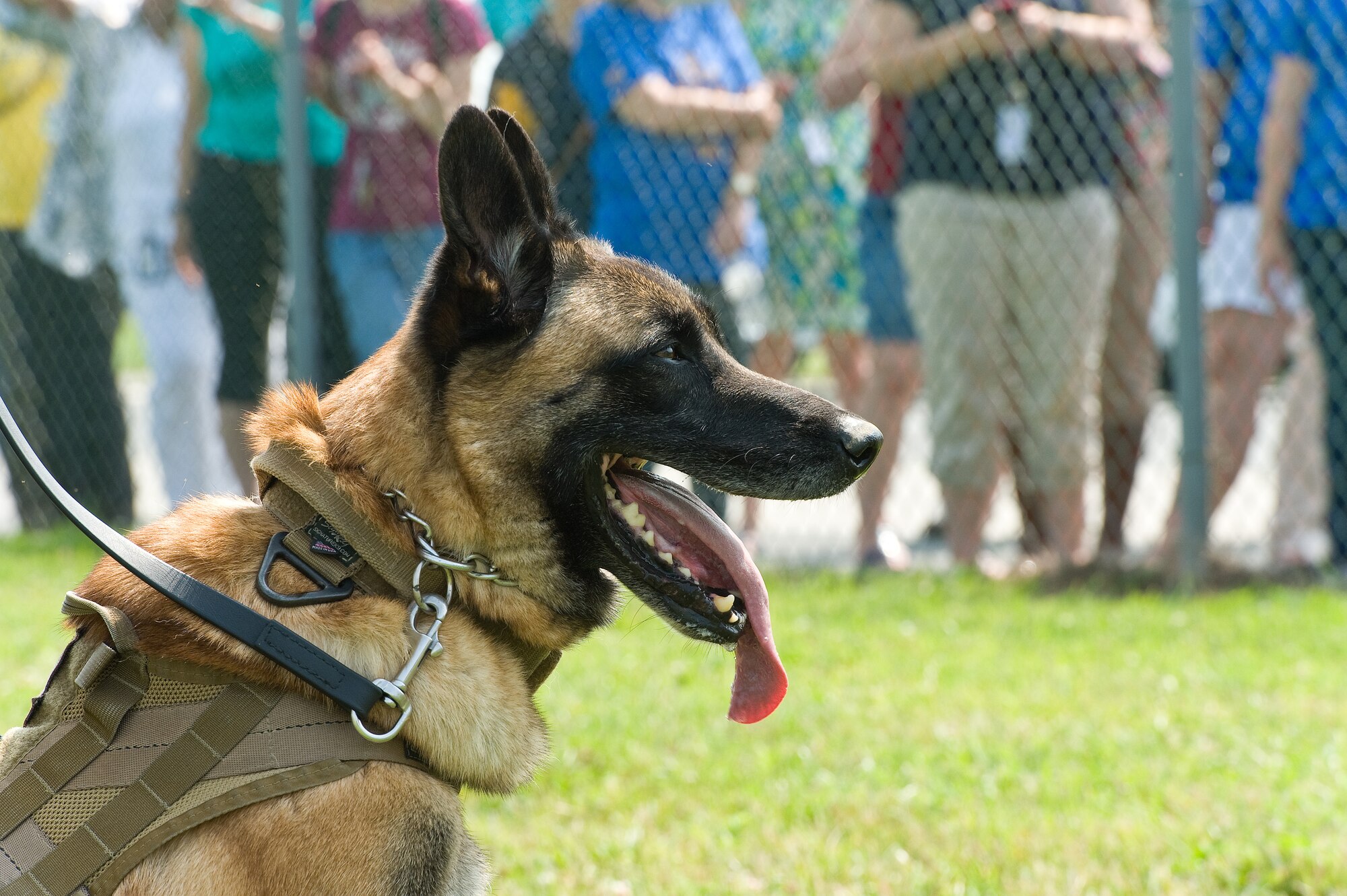 Cuervo, a Belgian Malinois military working dog with the 436th Security Forces Squadron, awaits a command from his handler, Staff Sgt. Craig Eveland, 436th SFS, June 12, 2015, on Dover Air Force Base, Del. MWD handlers with the 436th SFS showcased Cuervo during a MWD training demonstration put on for George S. Welch Elementary and Dover Air Force Base Middle School teachers touring a few base facilities. (U.S. Air Force photo/Roland Balik)