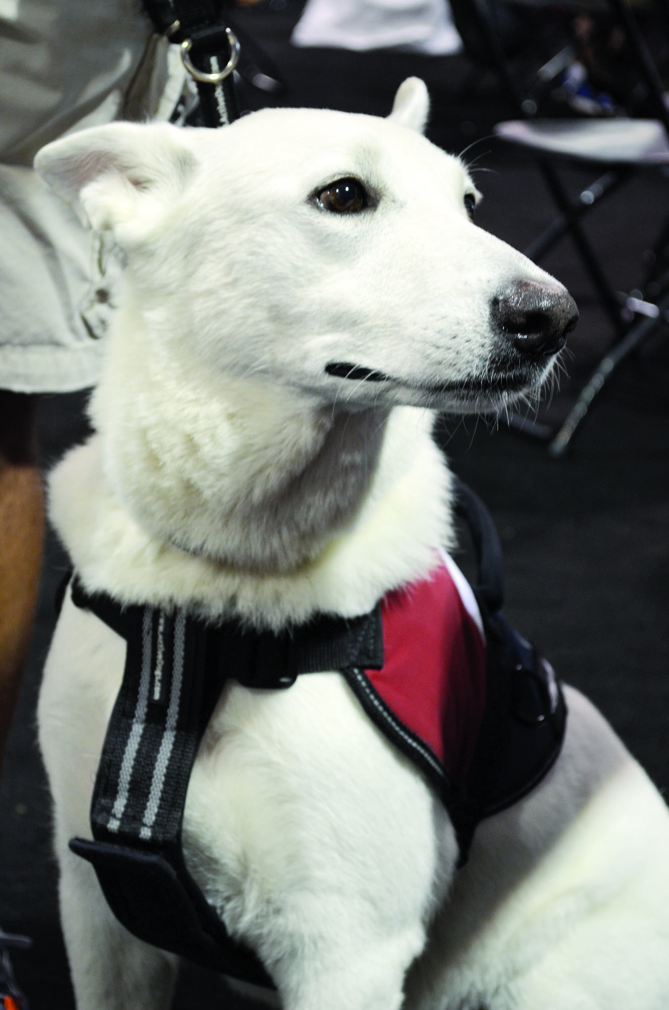 Service dogs have become a common sight at Marine Corps Base Quantico since the first athletes started arriving for the 2015 DOD Warrior Games. They provide a range of services for their owners, including support during stressful situations, assistance navigating through different areas, protection, and general companionship. There are approximately two dozens dogs accompanying the various athletes for the duration of the Games.