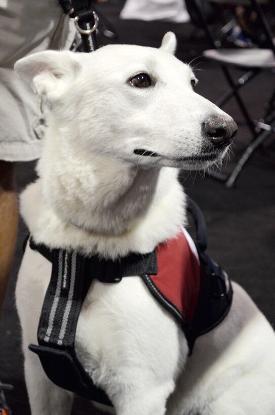 Service dogs have become a common sight at Marine Corps Base Quantico since the first athletes started arriving for the 2015 DOD Warrior Games. They provide a range of services for their owners, including support during stressful situations, assistance navigating through different areas, protection, and general companionship. There are approximately two dozens dogs accompanying the various athletes for the duration of the Games.