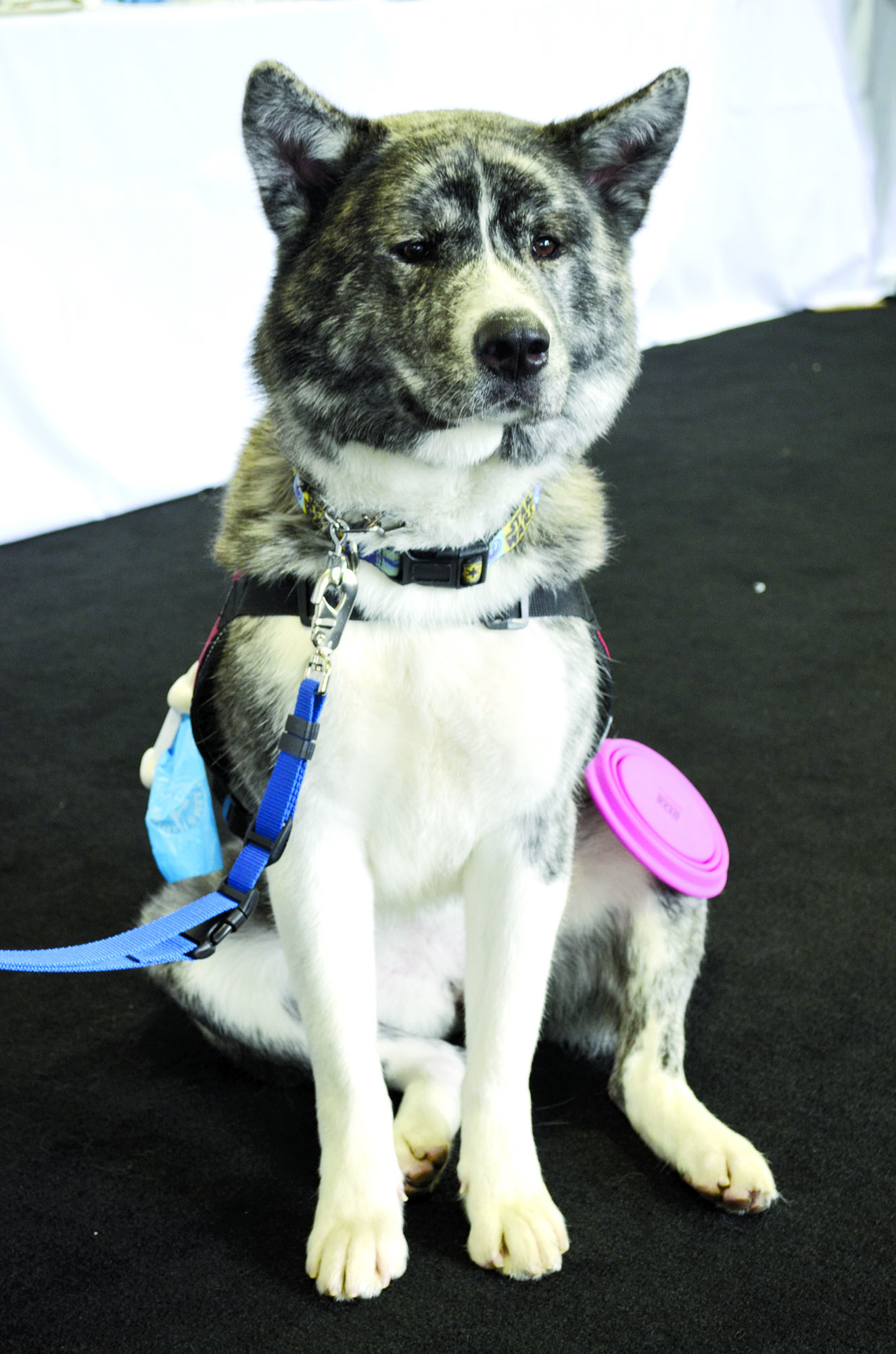 Service dogs have become a common sight at Marine Corps Base Quantico since the first athletes started arriving for the 2015 DOD Warrior Games. They provide a range of services for their owners, including support during stressful situations, assistance navigating through different areas, protection, and general companionship. There are approximately two dozens dogs accompanying the various athletes for the duration of the Games.