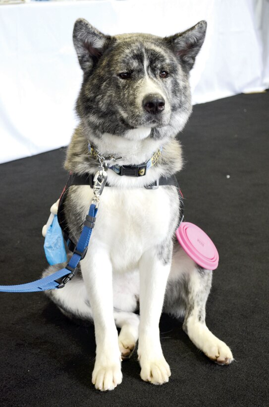Service dogs have become a common sight at Marine Corps Base Quantico since the first athletes started arriving for the 2015 DOD Warrior Games. They provide a range of services for their owners, including support during stressful situations, assistance navigating through different areas, protection, and general companionship. There are approximately two dozens dogs accompanying the various athletes for the duration of the Games.