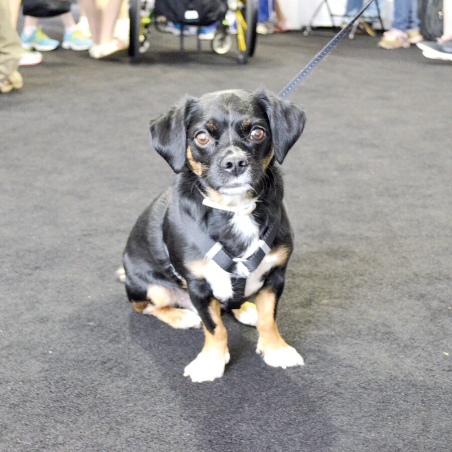 Service dogs have become a common sight at Marine Corps Base Quantico since the first athletes started arriving for the 2015 DOD Warrior Games. They provide a range of services for their owners, including support during stressful situations, assistance navigating through different areas, protection, and general companionship. There are approximately two dozens dogs accompanying the various athletes for the duration of the Games.