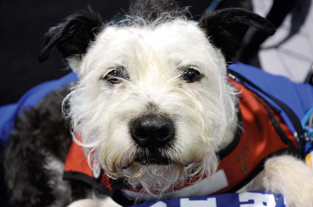 Service dogs have become a common sight at Marine Corps Base Quantico since the first athletes started arriving for the 2015 DOD Warrior Games. They provide a range of services for their owners, including support during stressful situations, assistance navigating through different areas, protection, and general companionship. There are approximately two dozens dogs accompanying the various athletes for the duration of the Games.