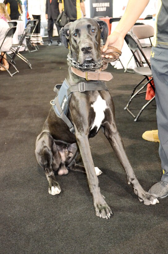 Service dogs have become a common sight at Marine Corps Base Quantico since the first athletes started arriving for the 2015 DOD Warrior Games. They provide a range of services for their owners, including support during stressful situations, assistance navigating through different areas, protection, and general companionship. There are approximately two dozens dogs accompanying the various athletes for the duration of the Games.