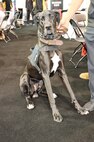 Service dogs have become a common sight at Marine Corps Base Quantico since the first athletes started arriving for the 2015 DOD Warrior Games. They provide a range of services for their owners, including support during stressful situations, assistance navigating through different areas, protection, and general companionship. There are approximately two dozens dogs accompanying the various athletes for the duration of the Games.