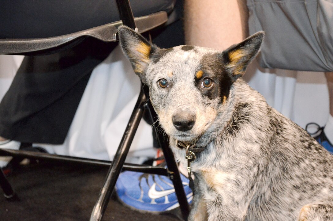 Service dogs have become a common sight at Marine Corps Base Quantico since the first athletes started arriving for the 2015 DOD Warrior Games. They provide a range of services for their owners, including support during stressful situations, assistance navigating through different areas, protection, and general companionship. There are approximately two dozens dogs accompanying the various athletes for the duration of the Games.