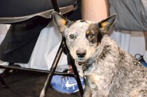 Service dogs have become a common sight at Marine Corps Base Quantico since the first athletes started arriving for the 2015 DOD Warrior Games. They provide a range of services for their owners, including support during stressful situations, assistance navigating through different areas, protection, and general companionship. There are approximately two dozens dogs accompanying the various athletes for the duration of the Games.