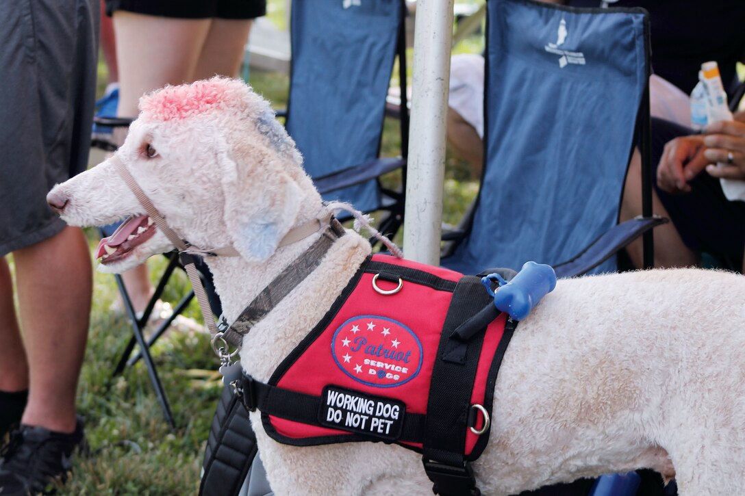 Freedom was helping her owner while at the track and field events held at Barnett field.