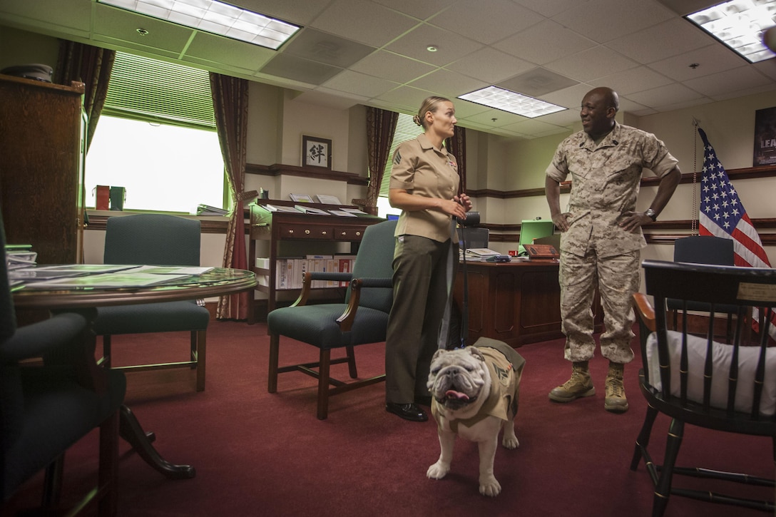 Cpl. Chesty XIV, mascot of Marine Barracks Washington, along with his handler, Sgt. Katie Maynard, visit the Office of the Sergeant Major of the Marine Corps at the Pentagon, Arlington, Va., June 25, 2015. (U.S. Marine Corps photo by Sgt Melissa Marnell/Released)