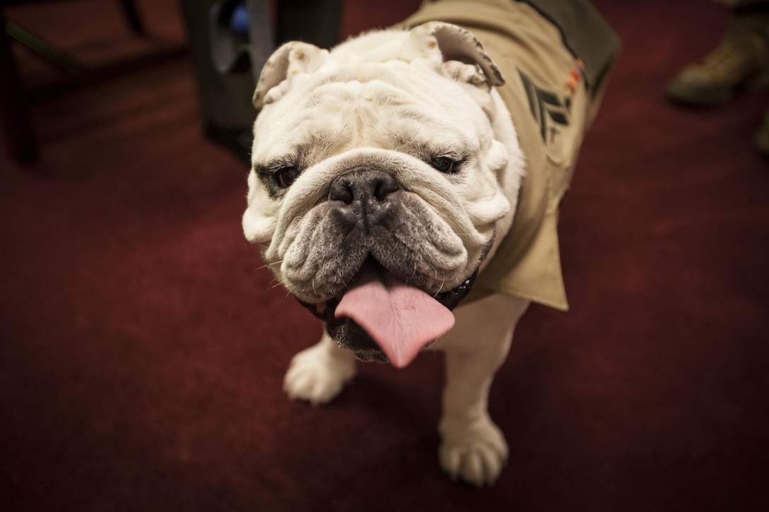 Cpl. Chesty XIV, mascot of Marine Barracks Washington, along with his handler, Sgt. Katie Maynard, visit the Office of the Sergeant Major of the Marine Corps at the Pentagon, Arlington, Va., June 25, 2015. (U.S. Marine Corps photo by Sgt Melissa Marnell/Released)