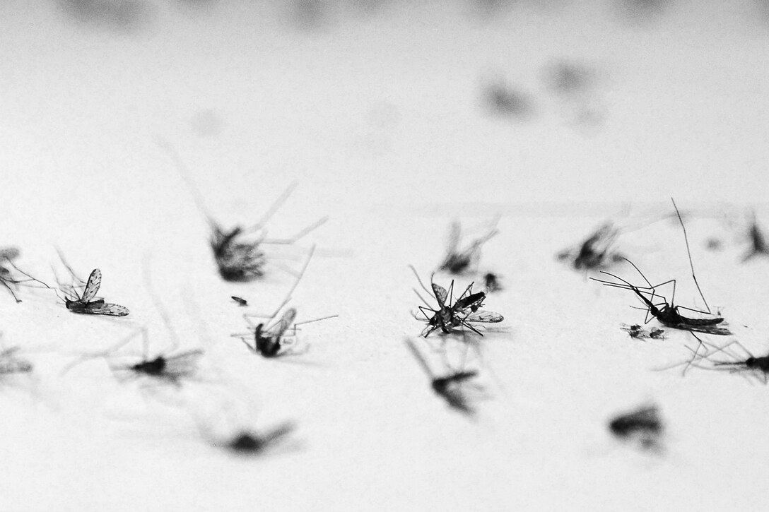 The 633rd Civil Engineering Squadron Pest Management team separates mosquito samples into categorical species at Langley Air Force Base, Va., June 18, 2015. The Pest Management team controls the mosquito population at Langley to provide a healthier, more comfortable work environment for U.S. Air Force Airmen who work outside and on the flight line. (U.S. Air Force photo by Airman 1st Class Devin S. Michaels/Released)