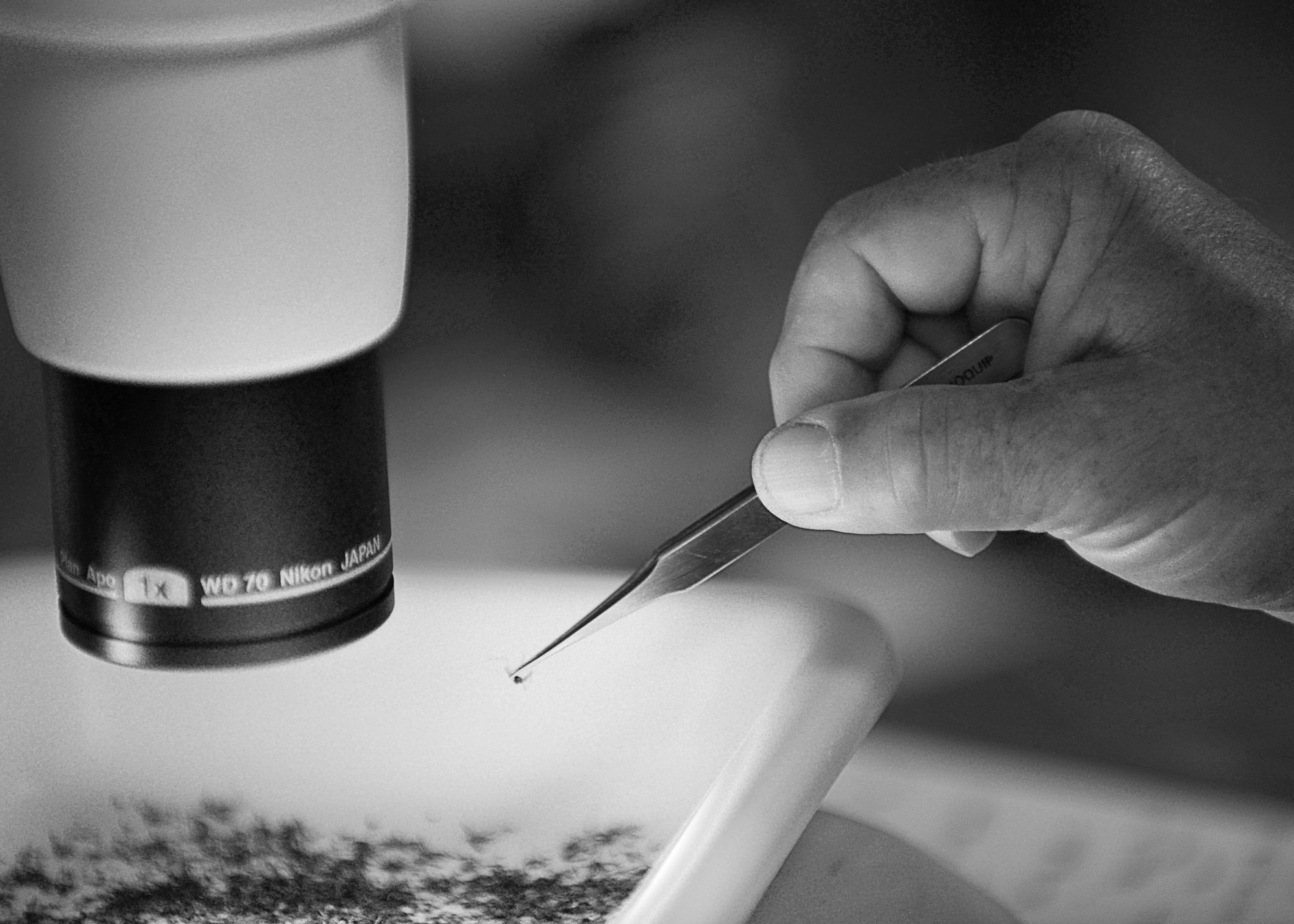 Mitchel Burcham, 633rd Civil Engineering Squadron Pest Management technician, picks up a mosquito at Langley Air Force Base, Va., June 18, 2015. The Pest Control technicians ensure there has been no recent evidence of the West Nile or Eastern equine encephalitis viruses among the mosquito samples at Langley. (U.S. Air Force photo by Airman 1st Class Devin S. Michaels/Released)