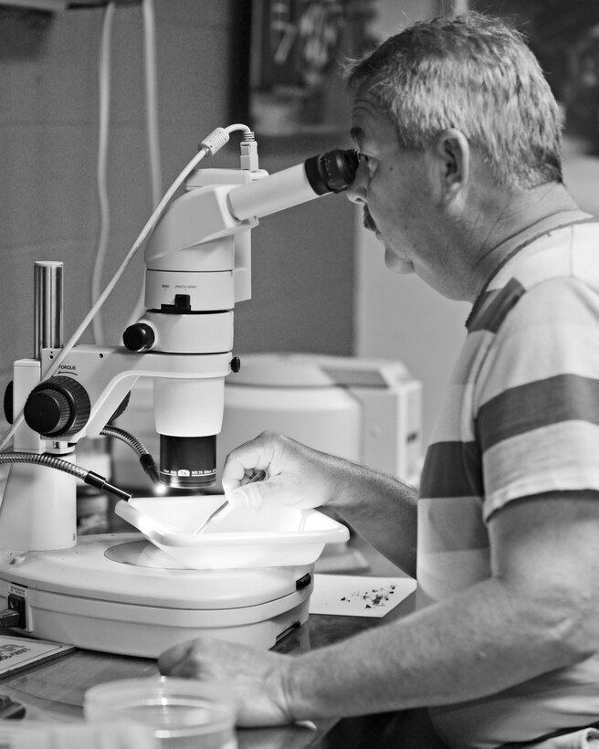 Mitchel Burcham, 633rd Civil Engineering Squadron Pest Management technician, looks at mosquito samples through a microscope at Langley Air Force Base, Va., June 18, 2015. After collecting samples from the field, technicians search for disease factors related to the West Nile and Eastern Equine encephalitis viruses. (U.S. Air Force photo by Airman 1st Class Devin S. Michaels/Released)