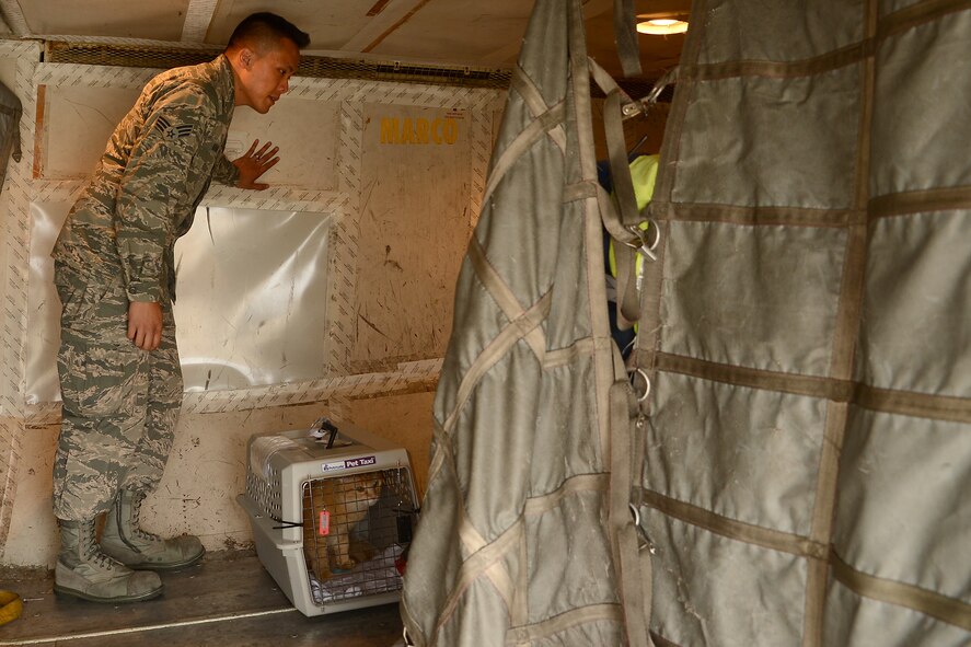 Senior Airman Pao Khang, 62nd Aerial Port Squadron contracting officer representative, inspects the loading of family pets for travel overseas, June 16, 2015, at SeaTac Airport, Wash. There are proper procedures for securing pets in the aircraft, as well as restrictions on how long prior to take off the pets can be loaded. (U.S. Air Force photo by Staff Sgt. Tim Chacon)