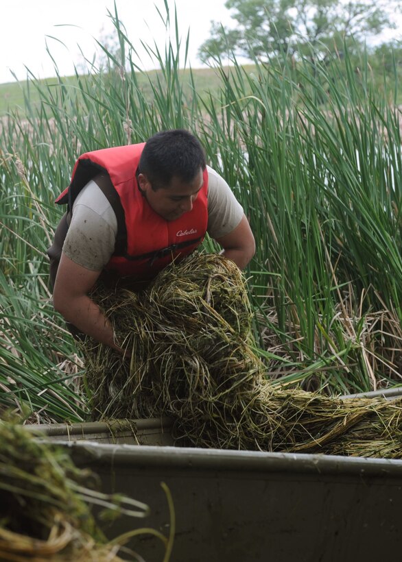 Senior Airman Juan Valencia, 28th Civil Engineer Squadron water and fuel systems technician, collects weeds during a base-wide project at Gateway Lake at Ellsworth Air Force Base, S.D., June 24, 2015. The 28th CES sent out a team of 10, marking the first day of the week-long project in an effort to protect local animals and plant life. (U.S. Air Force photo by Airman Sadie Colbert/Released)