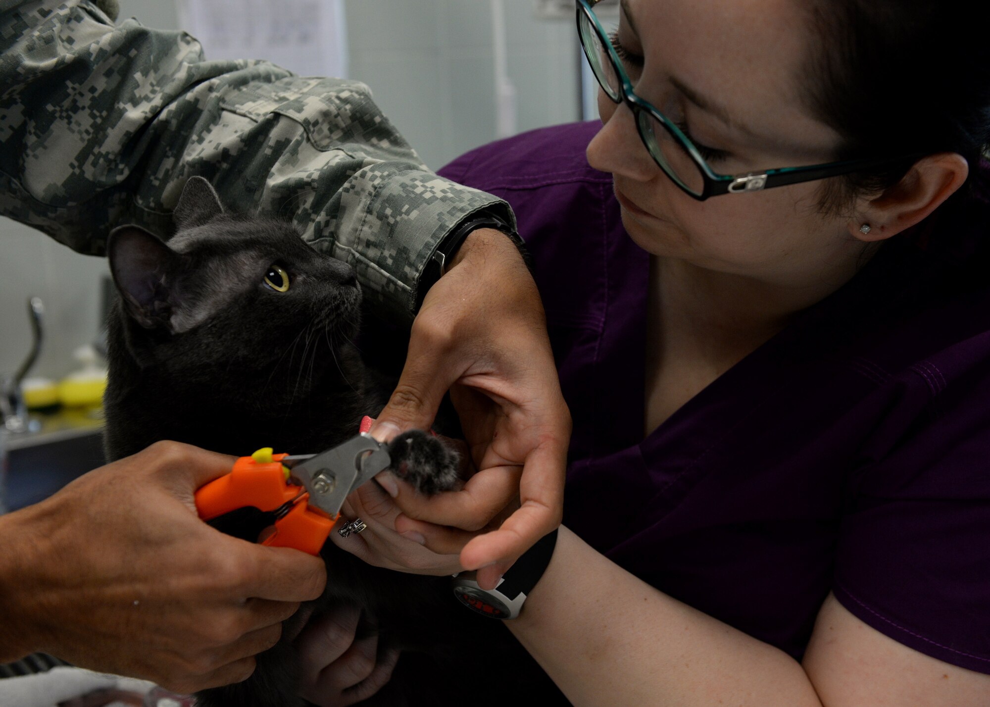 Ashley Savino, Aviano Veterinary Treatment Facility technician, holds Mickey, a family cat, while his nails are clipped, June 29, 2015, at Aviano Air Base, Italy. In April, the facility added spay and neuter surgery to the services it provides. (U.S. Air Force photo by Airman 1st Class Cary Smith/Released)