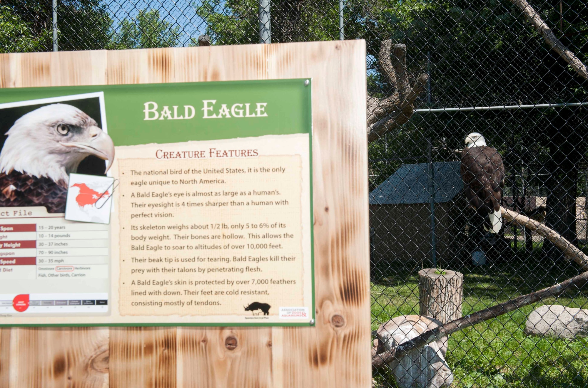 A bald eagle rests on a tree limb at the Roosevelt Park Zoo in Minot, N.D., June 26, 2015. The zoo hosted a military appreciation day granting Airmen and their families free entry into the exhibits. (U.S. Air Force photo/Airman 1st Class Sahara L. Fales)