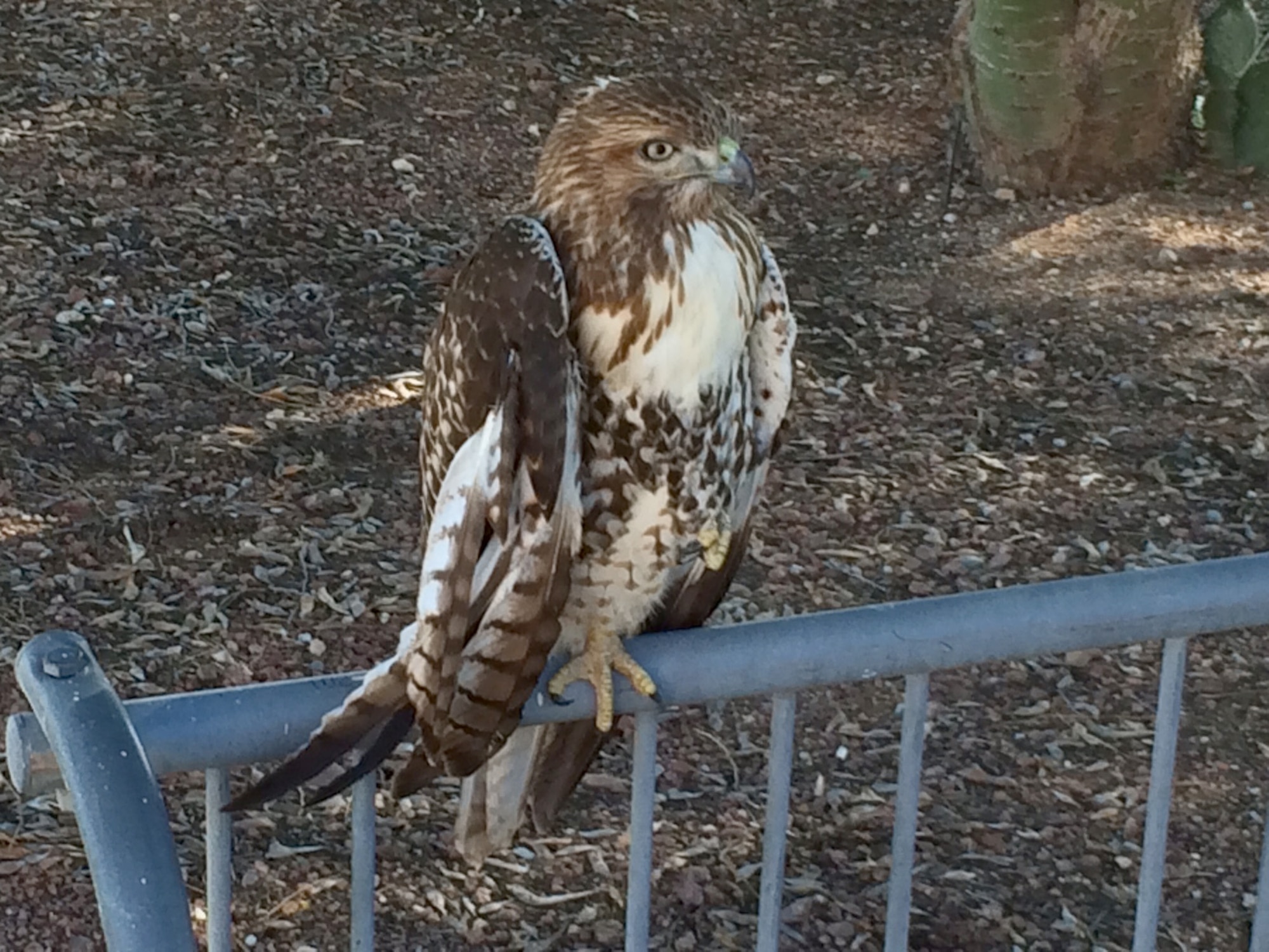 A red-tailed hawk sits on a bike stand at the 309th Aerospace Maintenance and Regeneration Group at Davis-Monthan Air Force Base, Ariz., 22 Sept, 2014. The hawk was found dehydrated and unable to fly. It was then taken to the Tucson Wildlife Center for rehabilitation and release. 