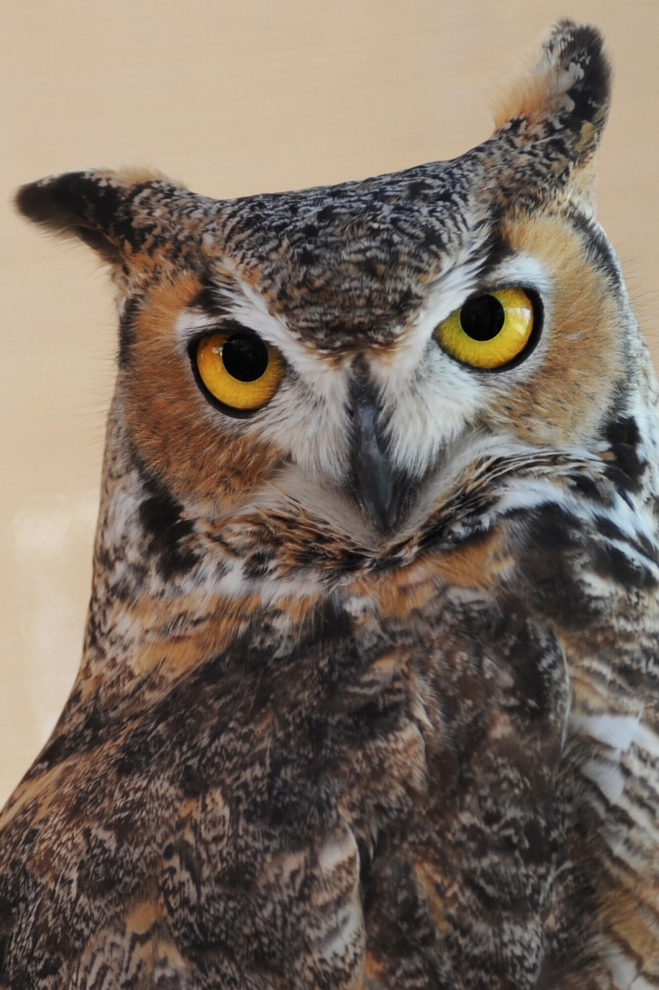 A great-horned owl sits on a perch at the Tucson Wild Life Center in Tucson, Ariz., 12 Feb, 2015. The owl is a non-releasable animal ambassador for the TWC. It is used to help educate the public on how to co-exist with wildlife. 